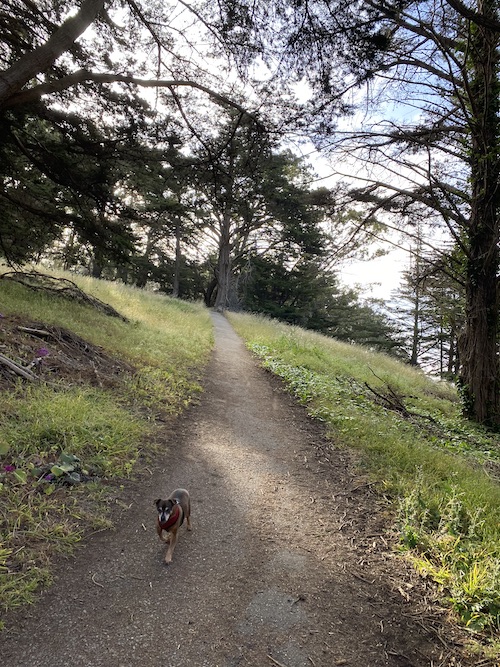 Brown walking in the park